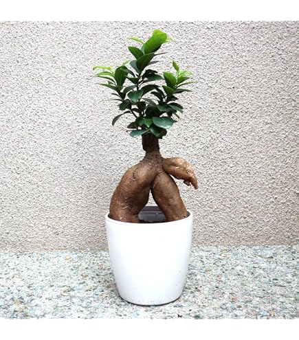 Amazon.co.jp: パンダ ガジュマル 斑入り 接木株 3号サイズ : DIY